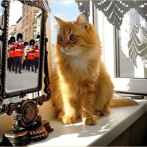 Meet your Posher, Guy